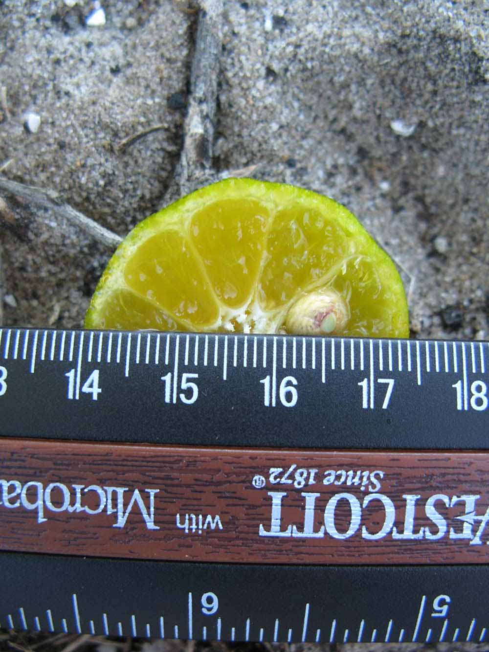            Fruit cross-section (Winter Haven, FL)   
